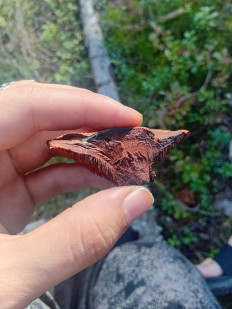 Гриб из ЛО, Петяярви