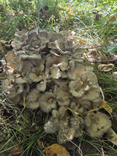 Гриб из Владивосток