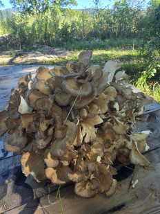 Гриб из Владивосток