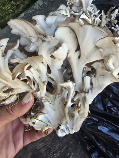 Гриб из Владивосток