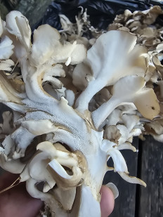 Гриб из Владивосток