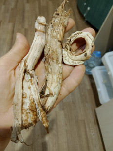 Гриб из Нижний Новгород