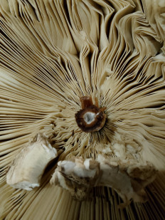 Гриб из Нижний Новгород