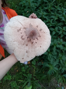 Гриб из Нижний Новгород