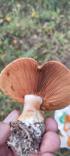 Гриб из Тульская область