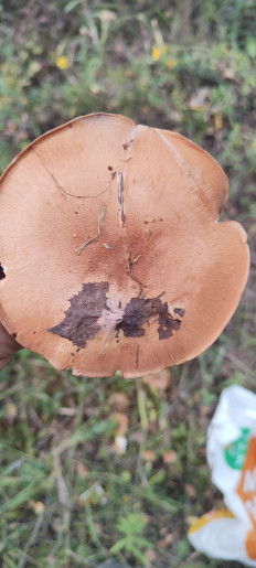 Гриб из Тульская область