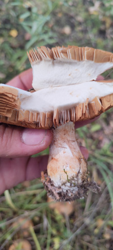 Гриб из Тульская область