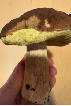 Гриб из Уфа