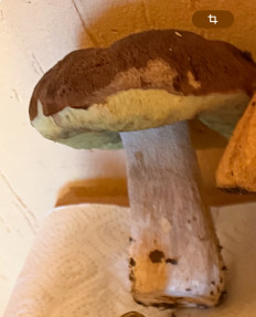 Гриб из Уфа