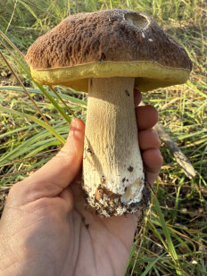 Гриб из Уфа