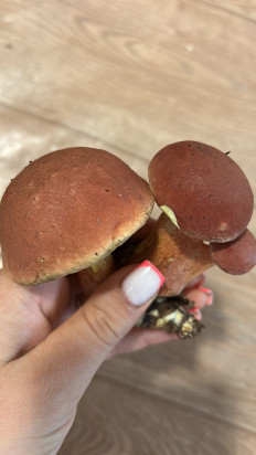 Гриб из Дунай