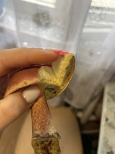 Гриб из Дунай