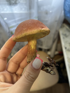 Гриб из Дунай