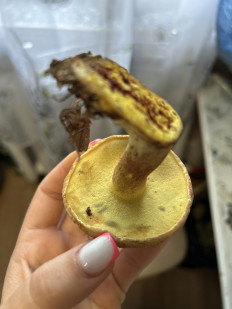 Гриб из Дунай