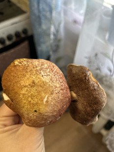 Гриб из Дунай