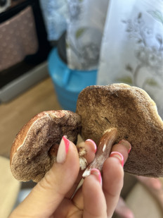 Гриб из Дунай