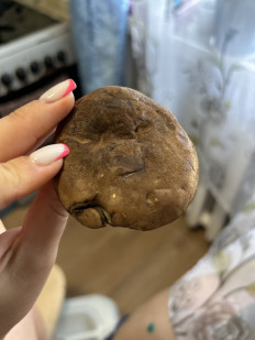 Гриб из Дунай