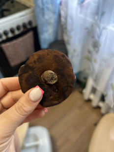 Гриб из Дунай