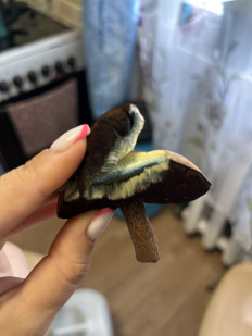 Гриб из Дунай