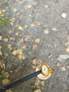 Гриб из Минская область