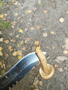 Гриб из Минская область