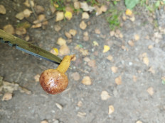 Гриб из Минская область