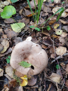 Гриб из Минская область