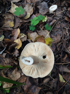 Гриб из Минская область