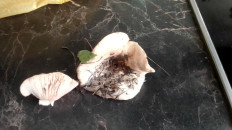 Гриб из Грибовск