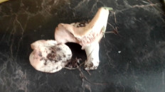 Гриб из Грибовск