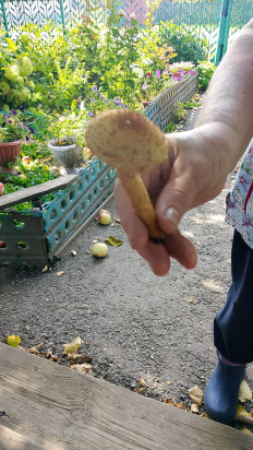 Гриб из Рязань