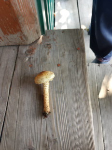 Гриб из Рязань