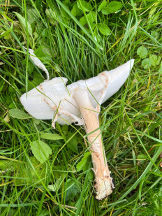 Лепиота острочешуйчатая