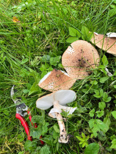 Лепиота острочешуйчатая