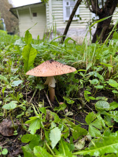 Лепиота острочешуйчатая