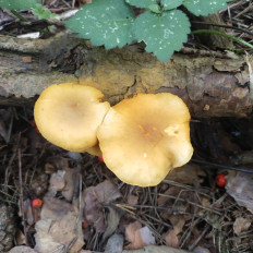 Гриб из Мытищи