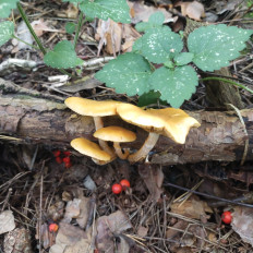 Гриб из Мытищи