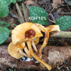 Гриб из Мытищи