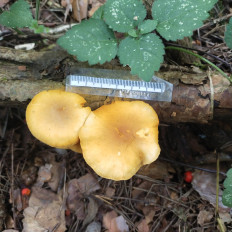 Гриб из Мытищи