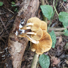 Гриб из Мытищи