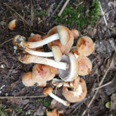 Гриб из Мытищи