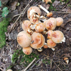 Гриб из Мытищи