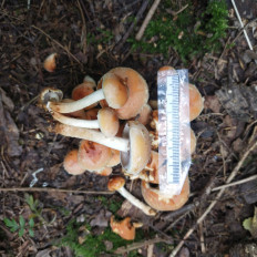 Гриб из Мытищи