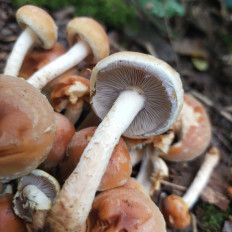 Гриб из Мытищи