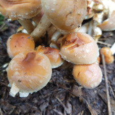 Гриб из Мытищи