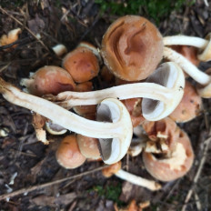 Гриб из Мытищи