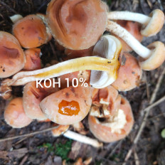 Гриб из Мытищи