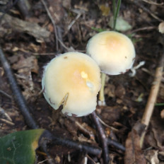 Hypholoma fasciculare - Ложноопёнок серно-жёлтый