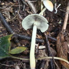 Hypholoma fasciculare - Ложноопёнок серно-жёлтый