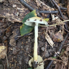 Hypholoma fasciculare - Ложноопёнок серно-жёлтый